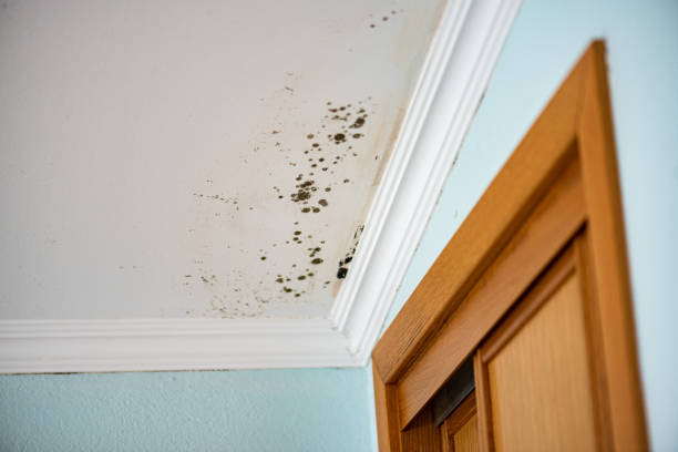 Best Attic Mold Removal  in Spearfish, SD